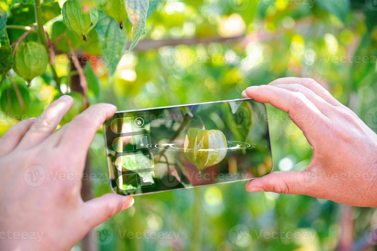 IoT, Internet of Things Modern agriculture smart farming system concept. Internet technology that connects devices and tools. digital computer manage cape gooseberry farm in agricultural industry. photo
