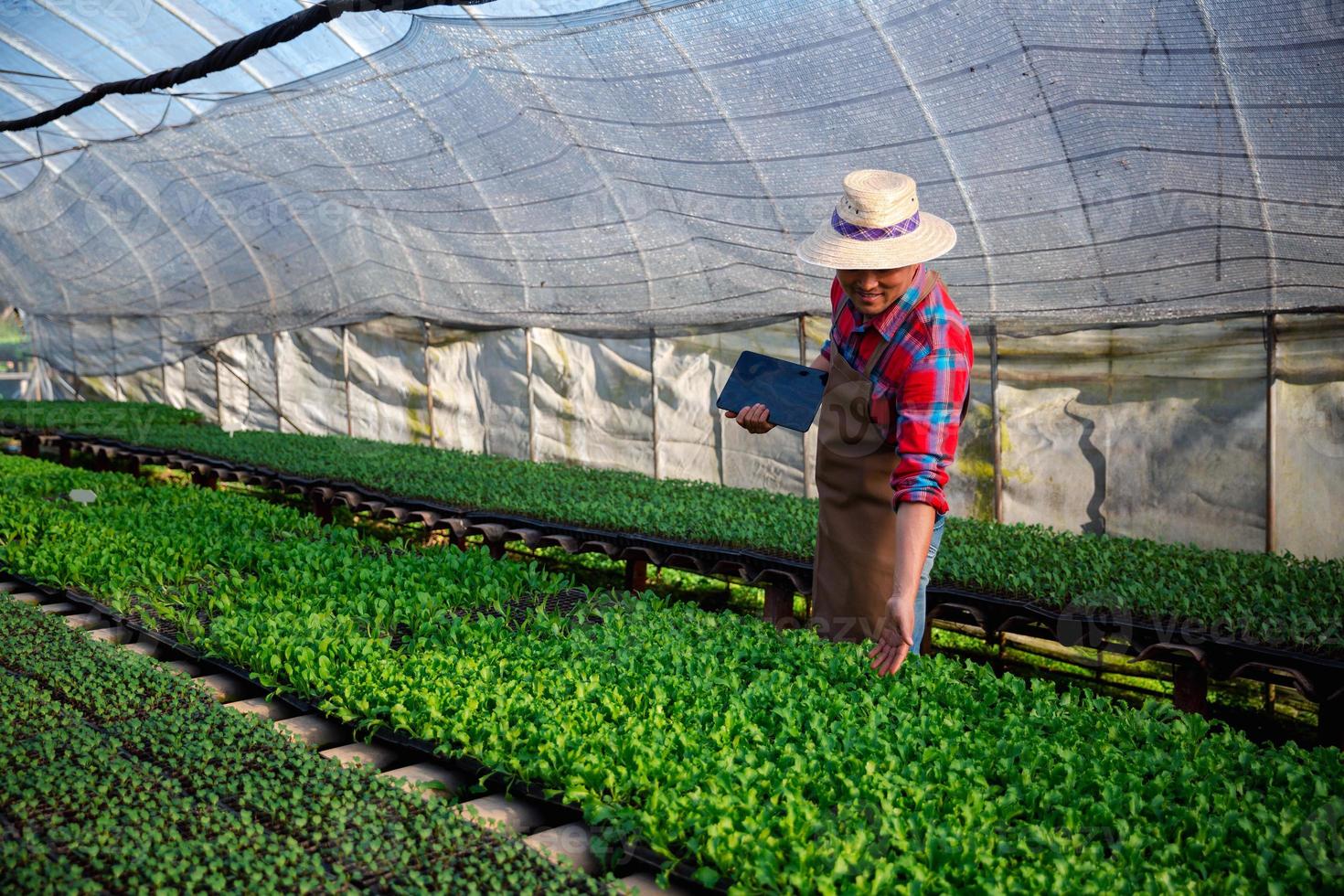 Close up farmers take care of vegetable hydroponic organic planting. Sprouted seedlings are planted on black tray in the greenhouse. photo