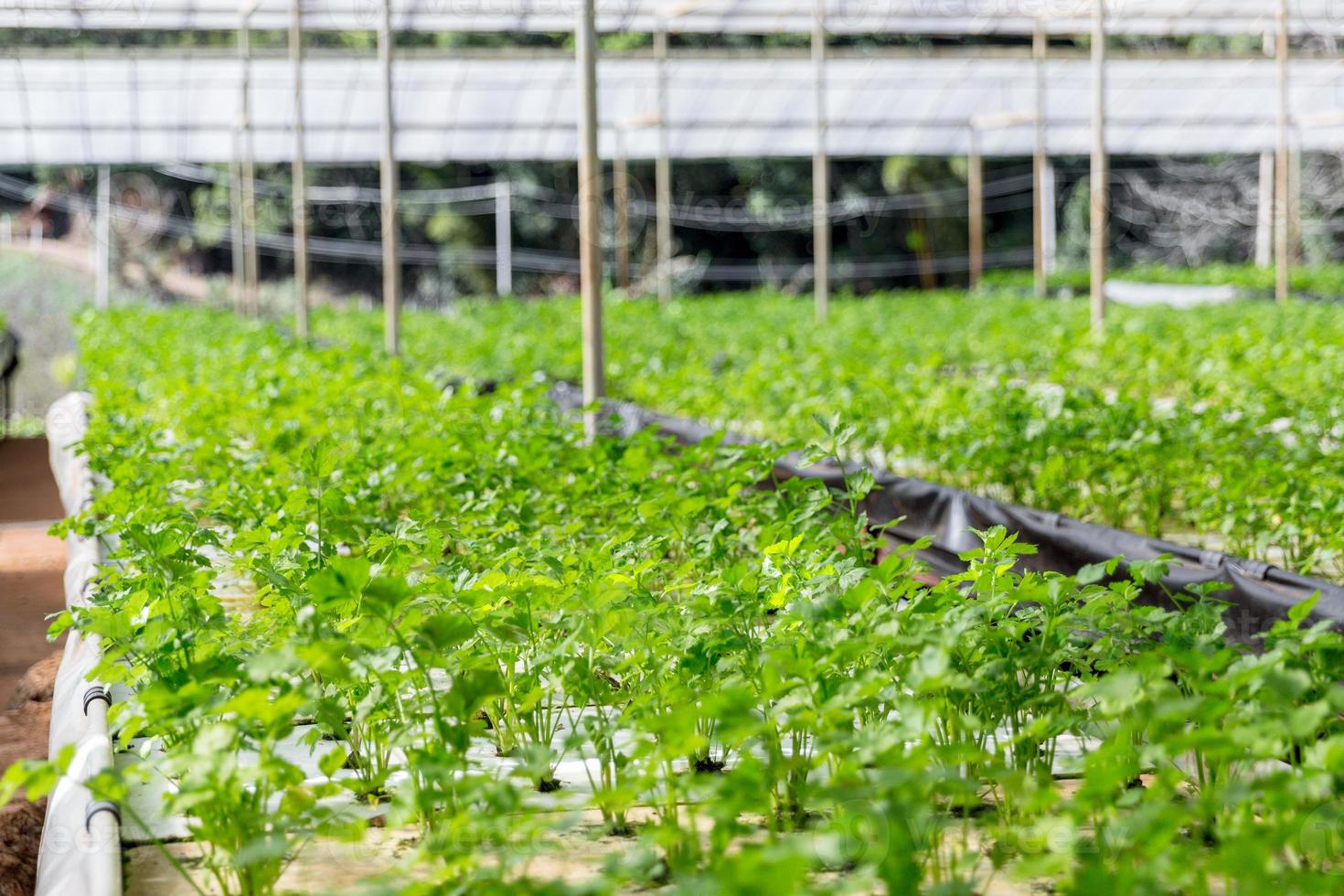 Hydroponics vegetables celery growing natural pattern on white foam ,Close up. photo