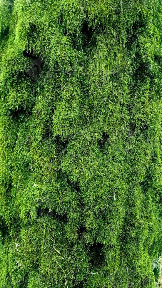 forest moss on the tree photo