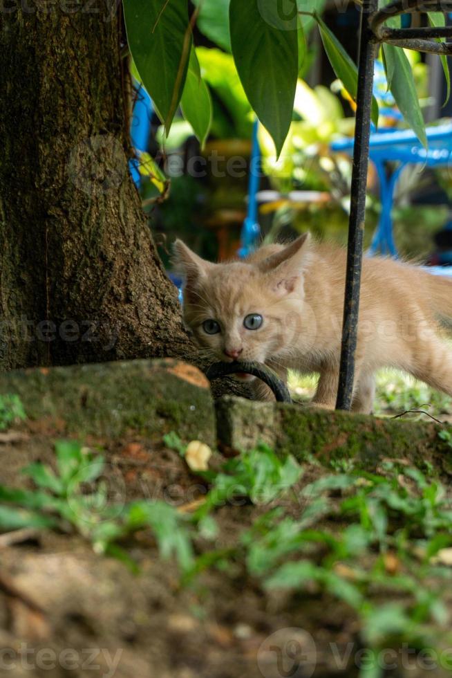 kitten playing at the garden. orange little cat playing outdoors at the morning. photo