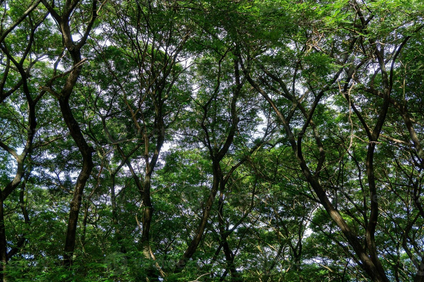 vista de ángulo bajo del árbol denso. tiro de fotograma completo de un árbol. ramas de los árboles foto