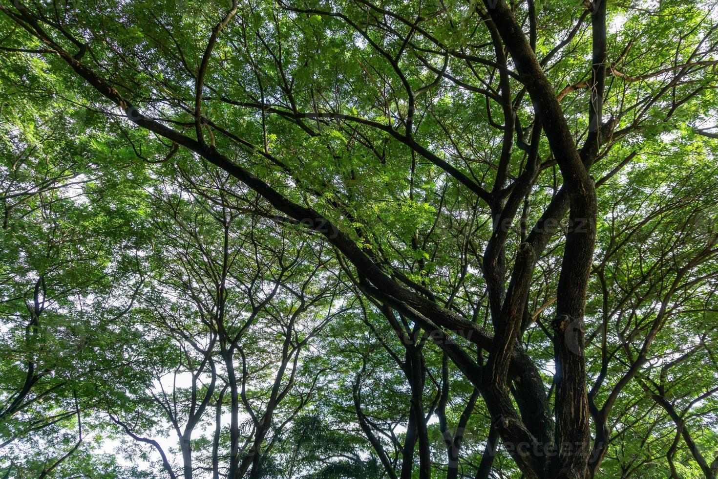 full frame shot of a tree. tree branches photo