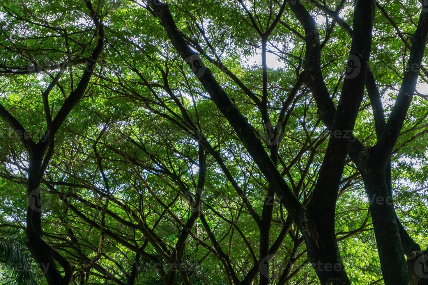 vista de ángulo bajo del árbol denso. tiro de fotograma completo de un árbol. ramas de los árboles foto