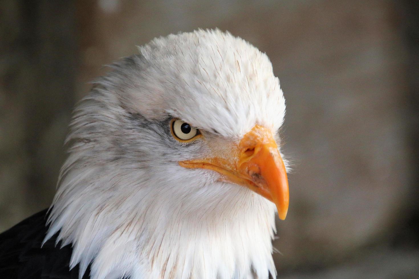 A view of an American Bald Eagle on a post photo