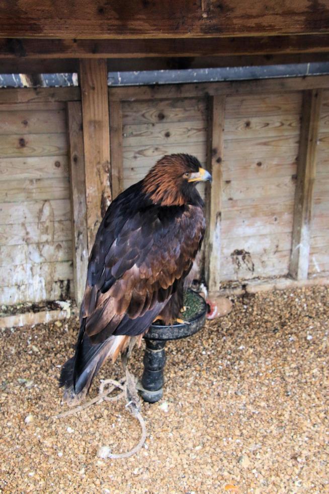 A view of a Golden Eagle on a post photo