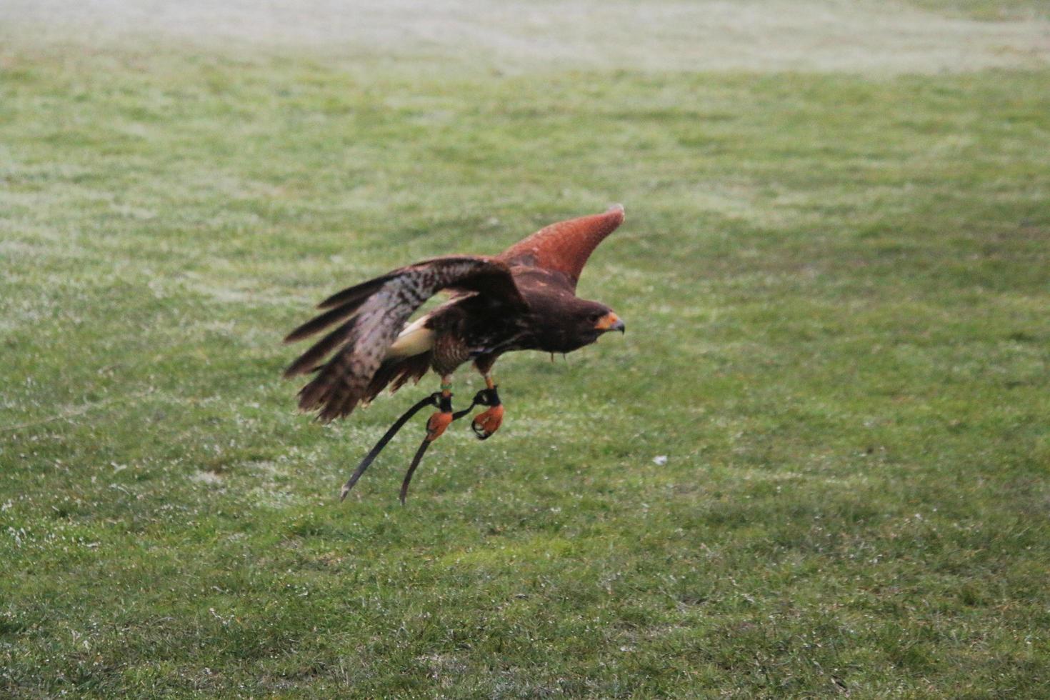 A view of a Harris Hawk in flight photo