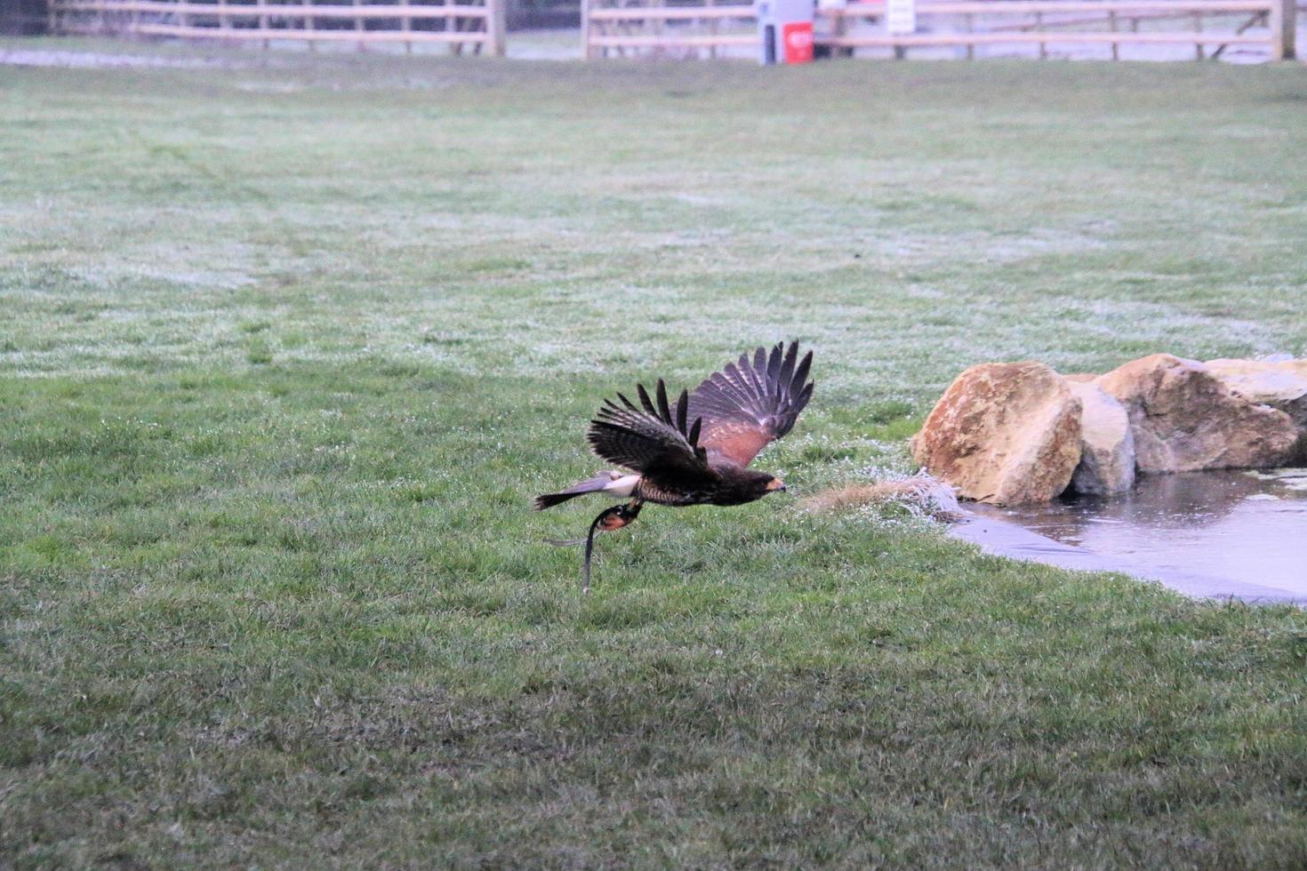 A view of a Harris Hawk in flight photo