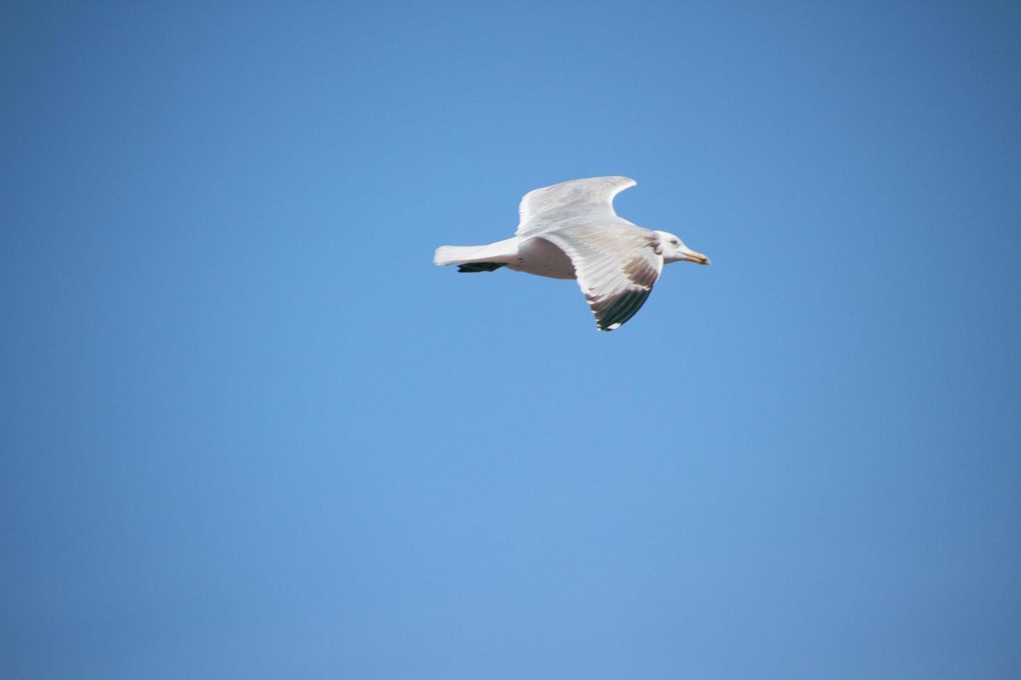 una vista de una gaviota en vuelo foto