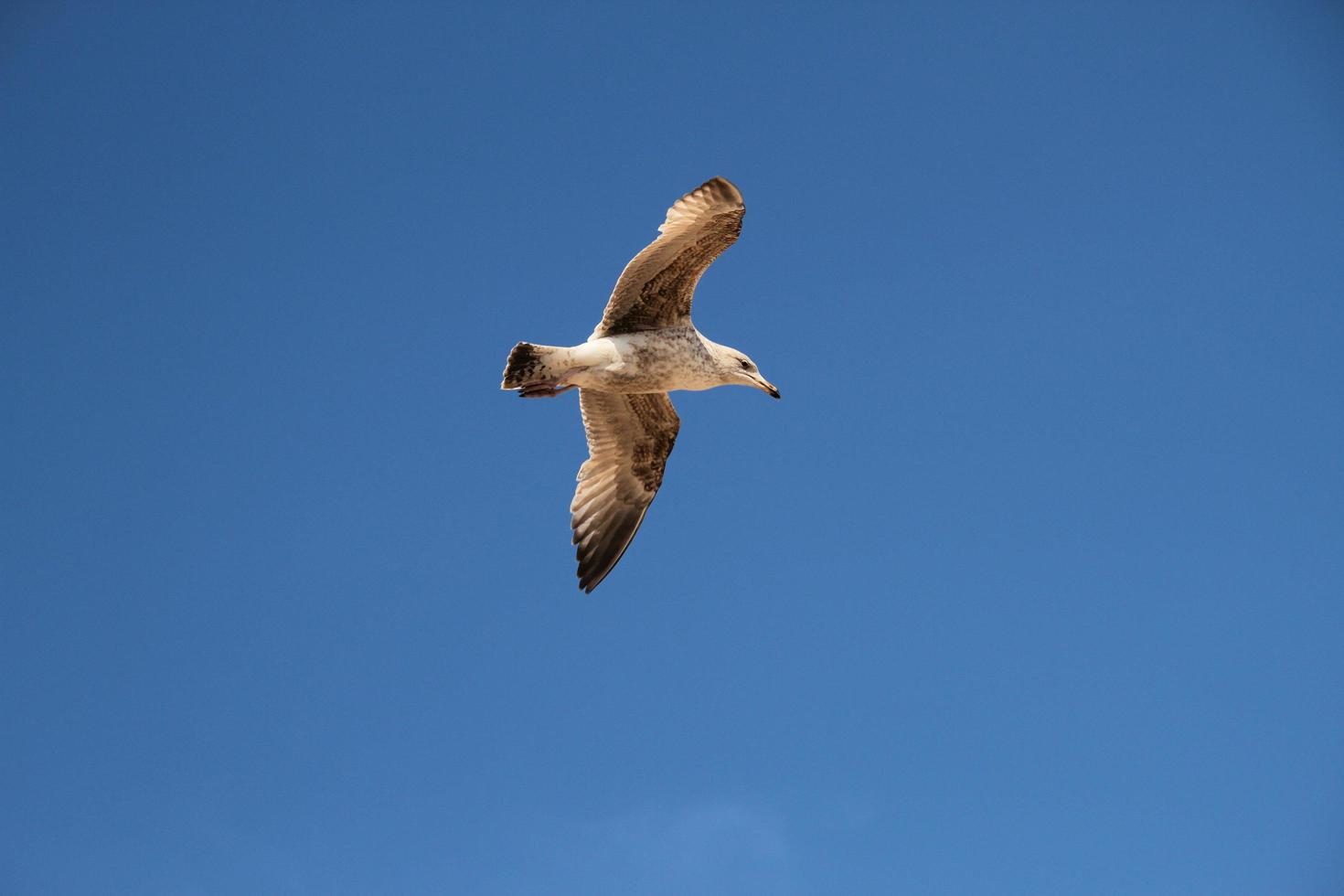 A view of a Seagull in flight photo