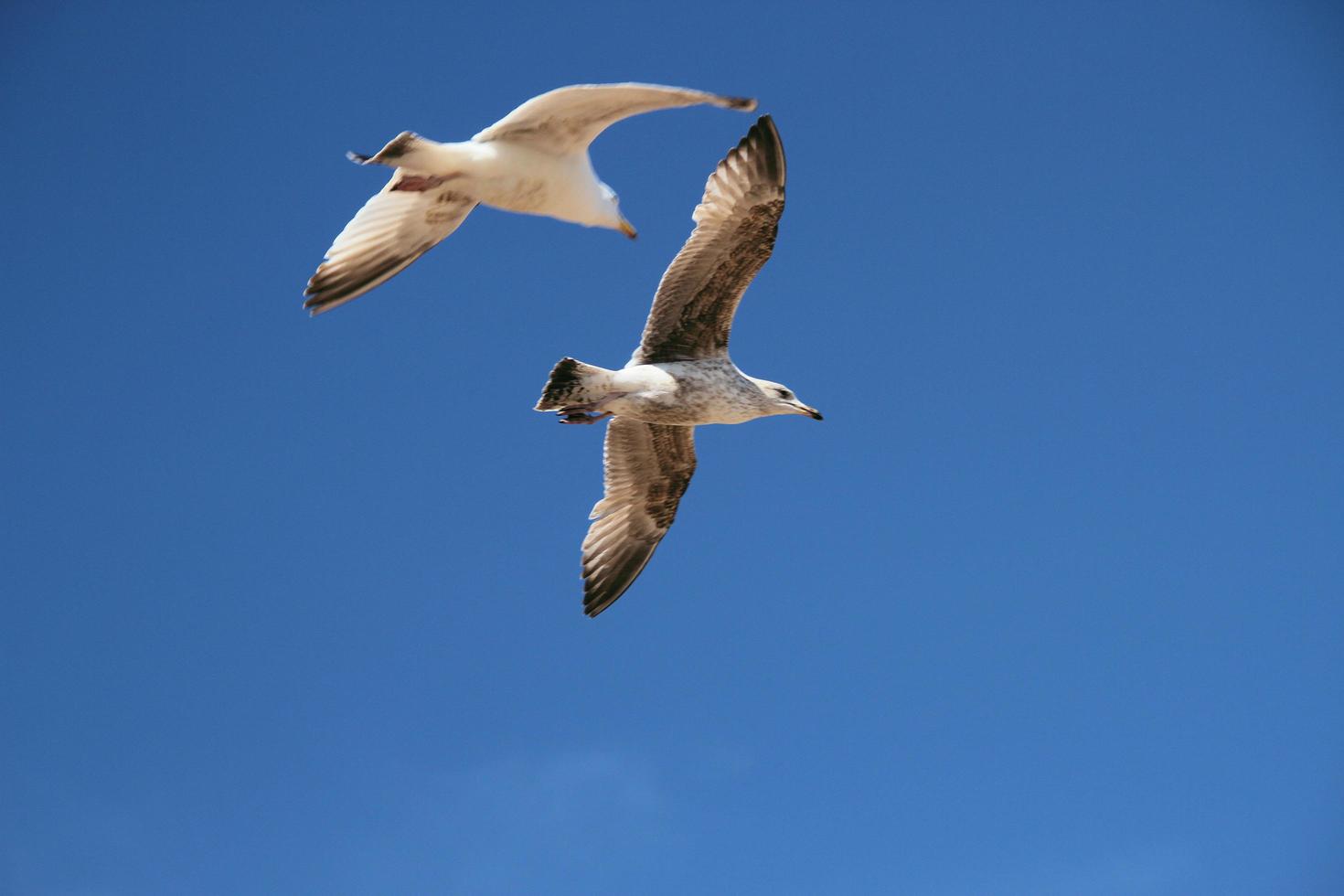 A view of a Seagull in flight photo