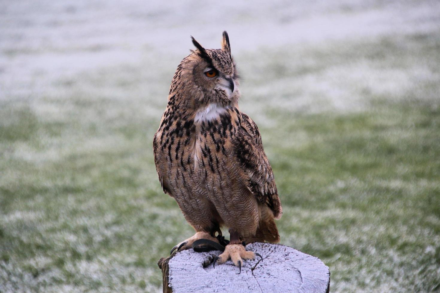 A view of an Eagle Owl photo