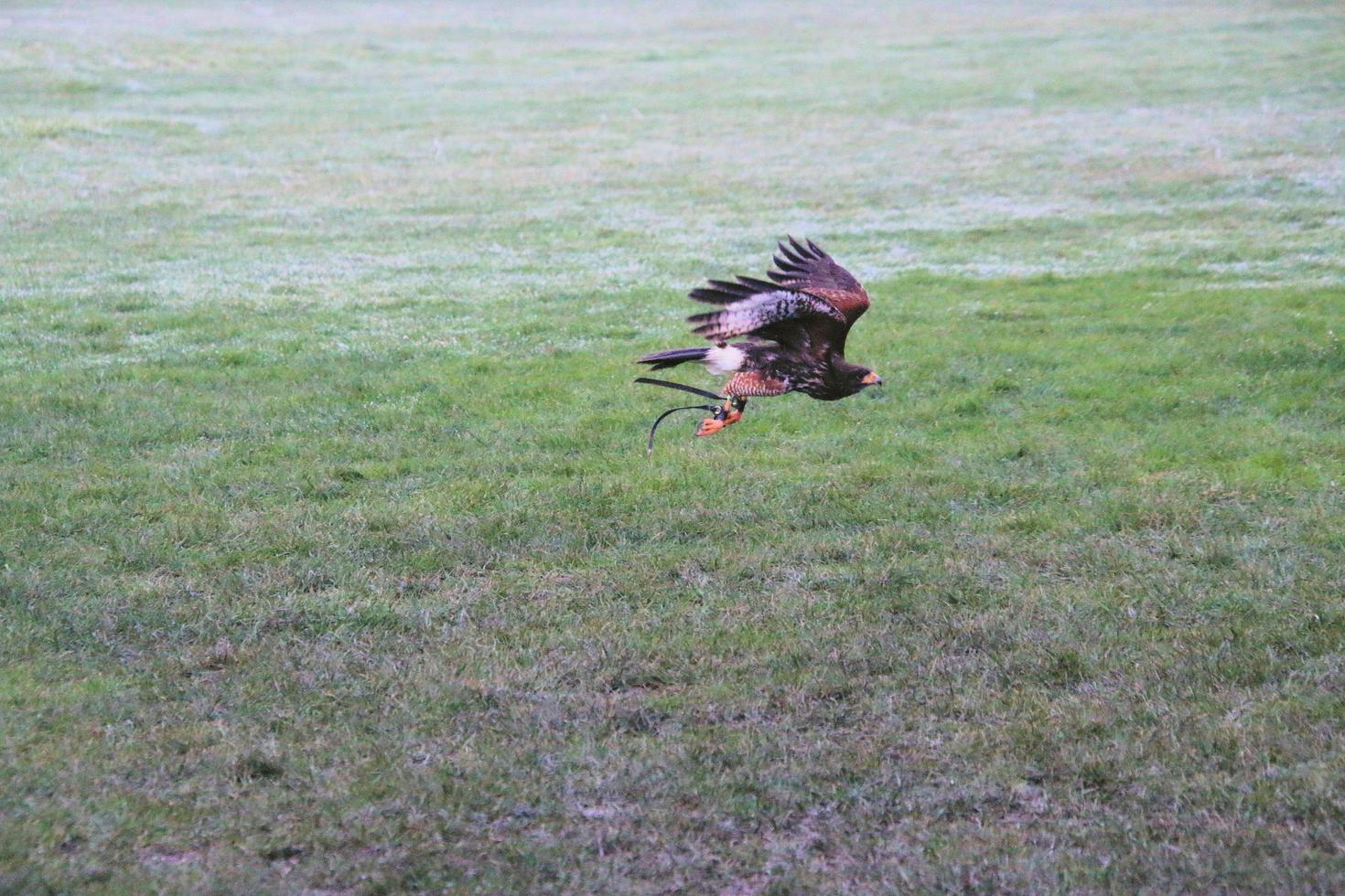 A view of a Harris Hawk in flight photo