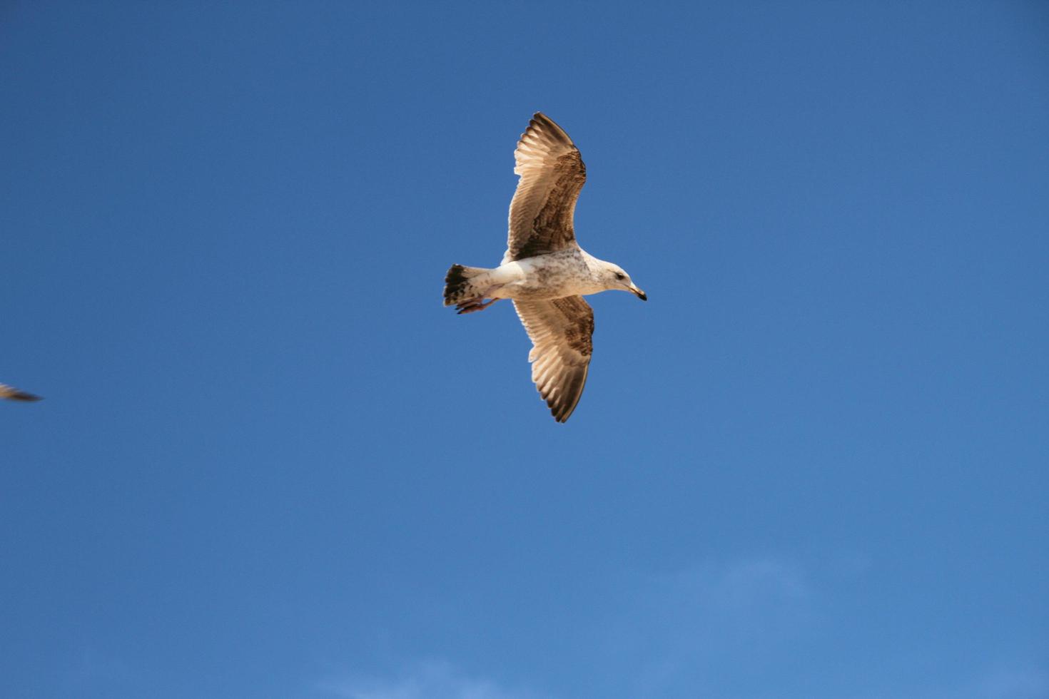 A view of a Seagull in flight photo