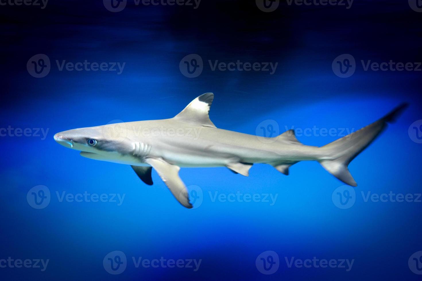 Carcharhinus Melanopterus Shark Swimming underwater, Blue Background photo