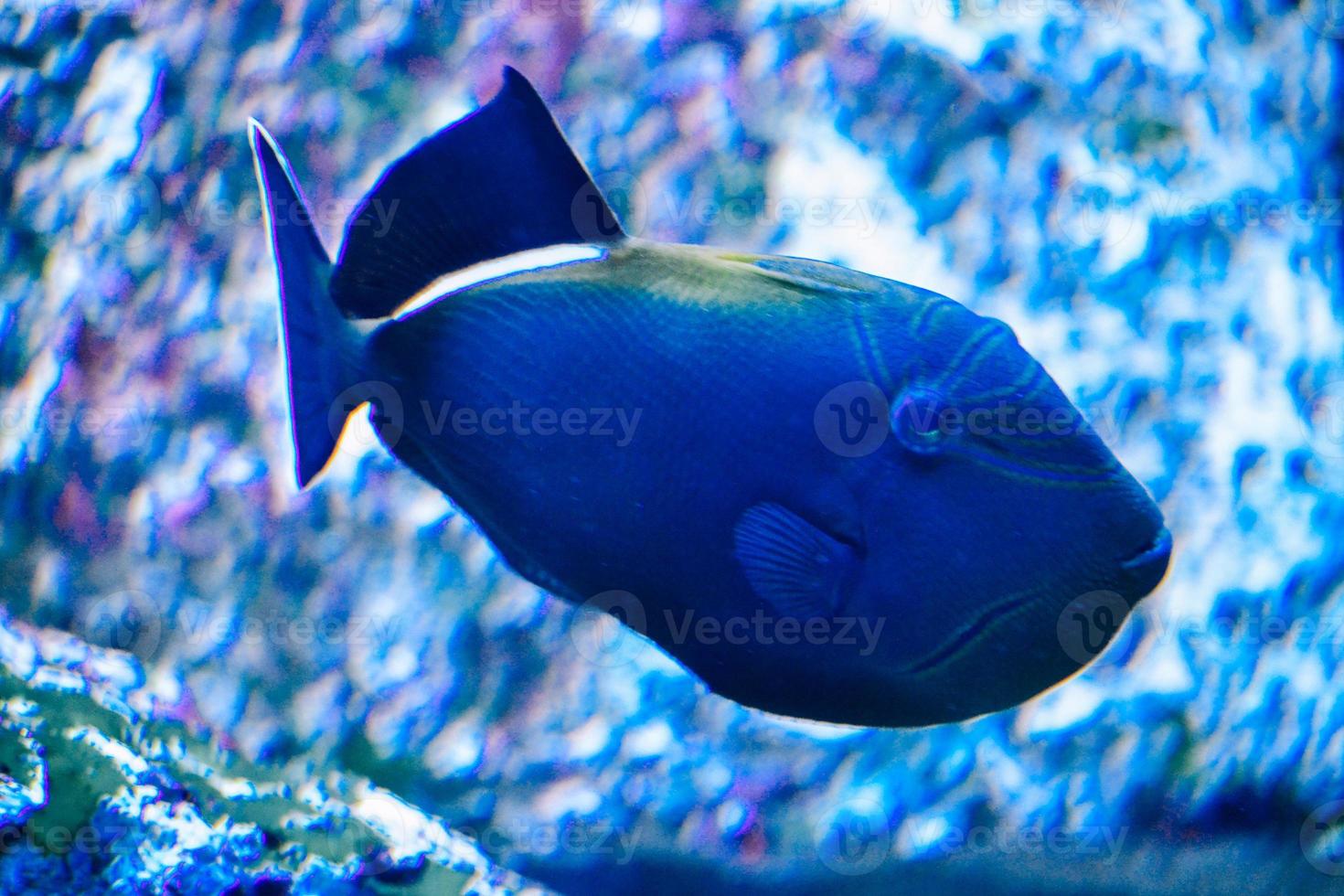 Dark Blue Marine Fish with White Stripes photo