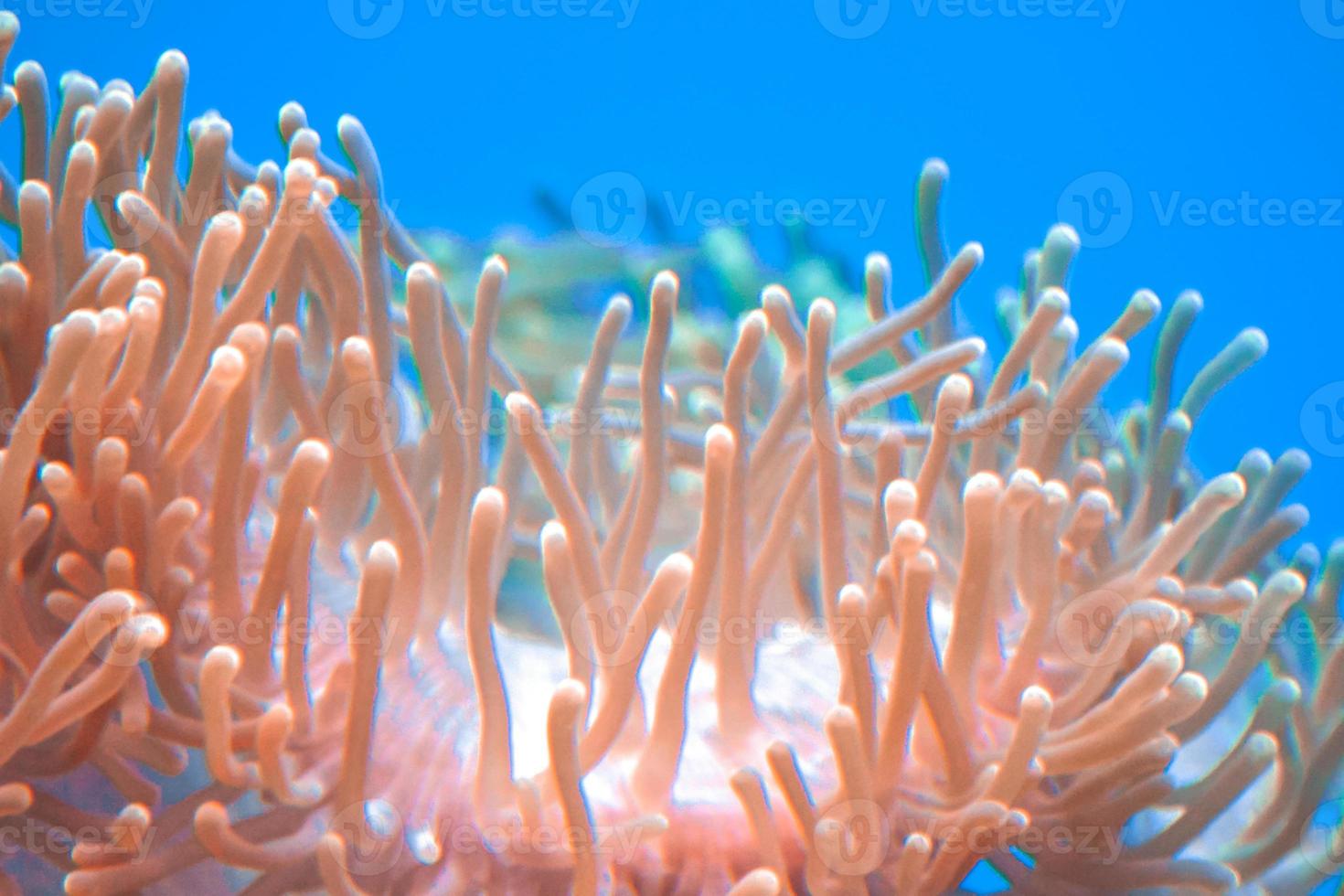 arrecife de coral en acuario - cnidaria foto