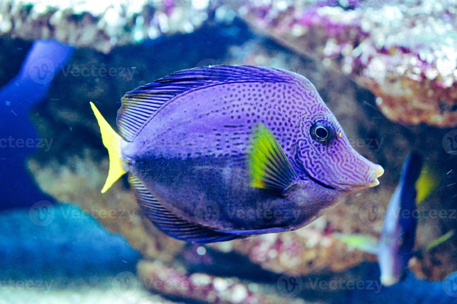 Blue and Yellow Zebrasoma Xanthurum Fish Swimming photo