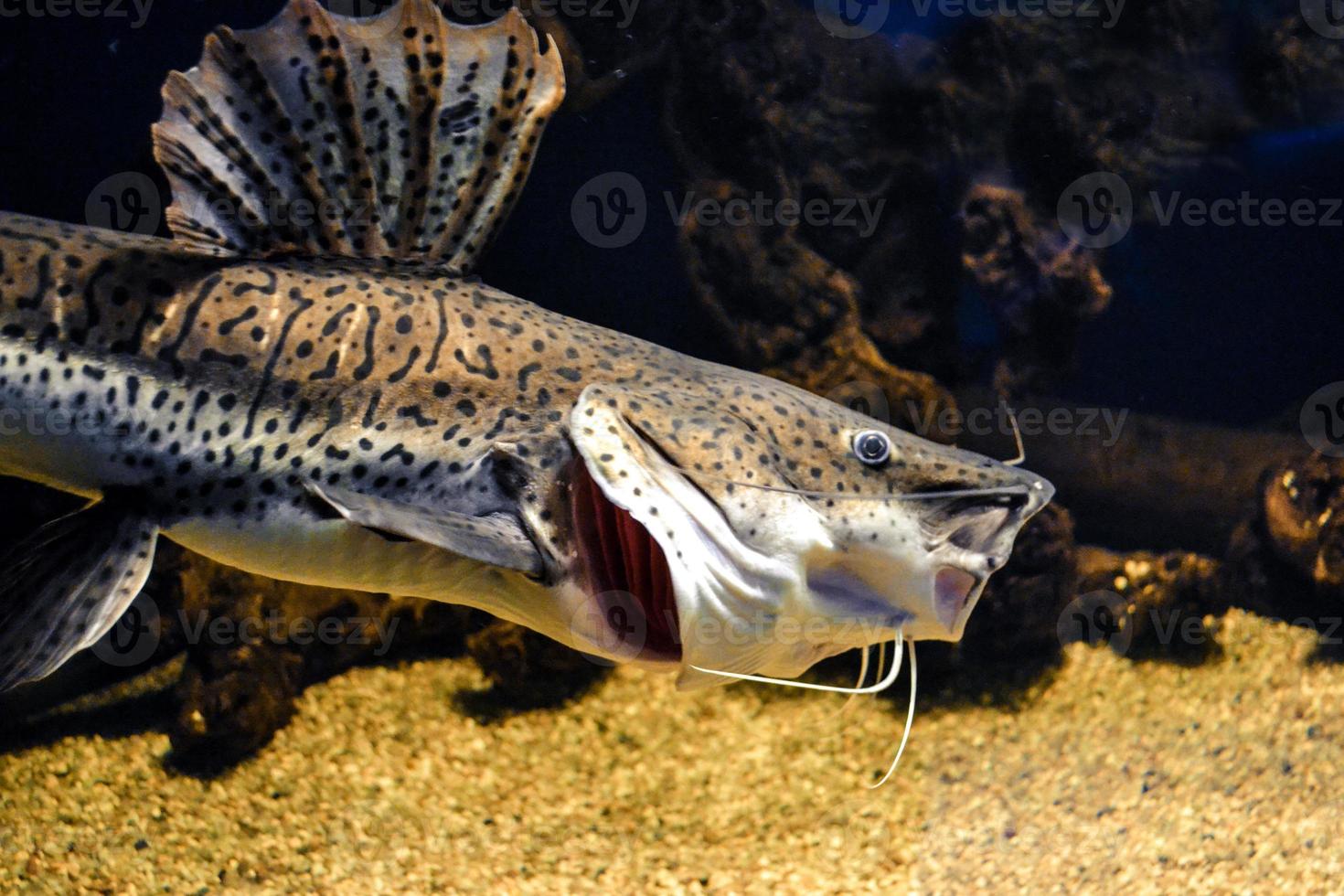 White and Brown Catfish Swimming in Aquarium photo