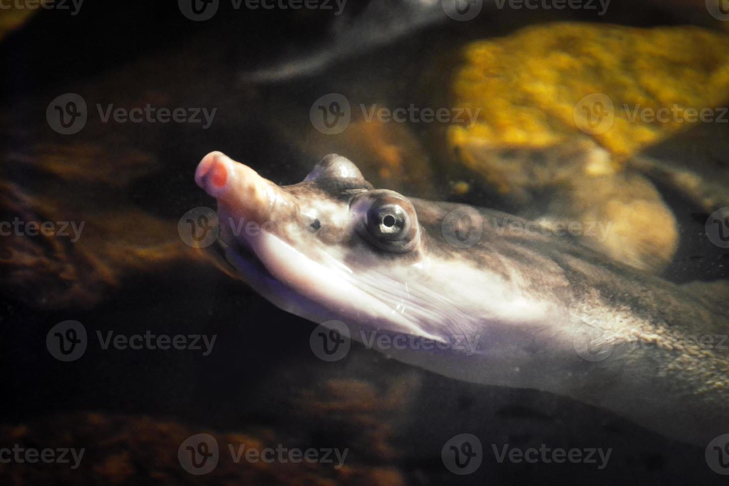 Turtle Swimming under Water - Close-up on Head photo