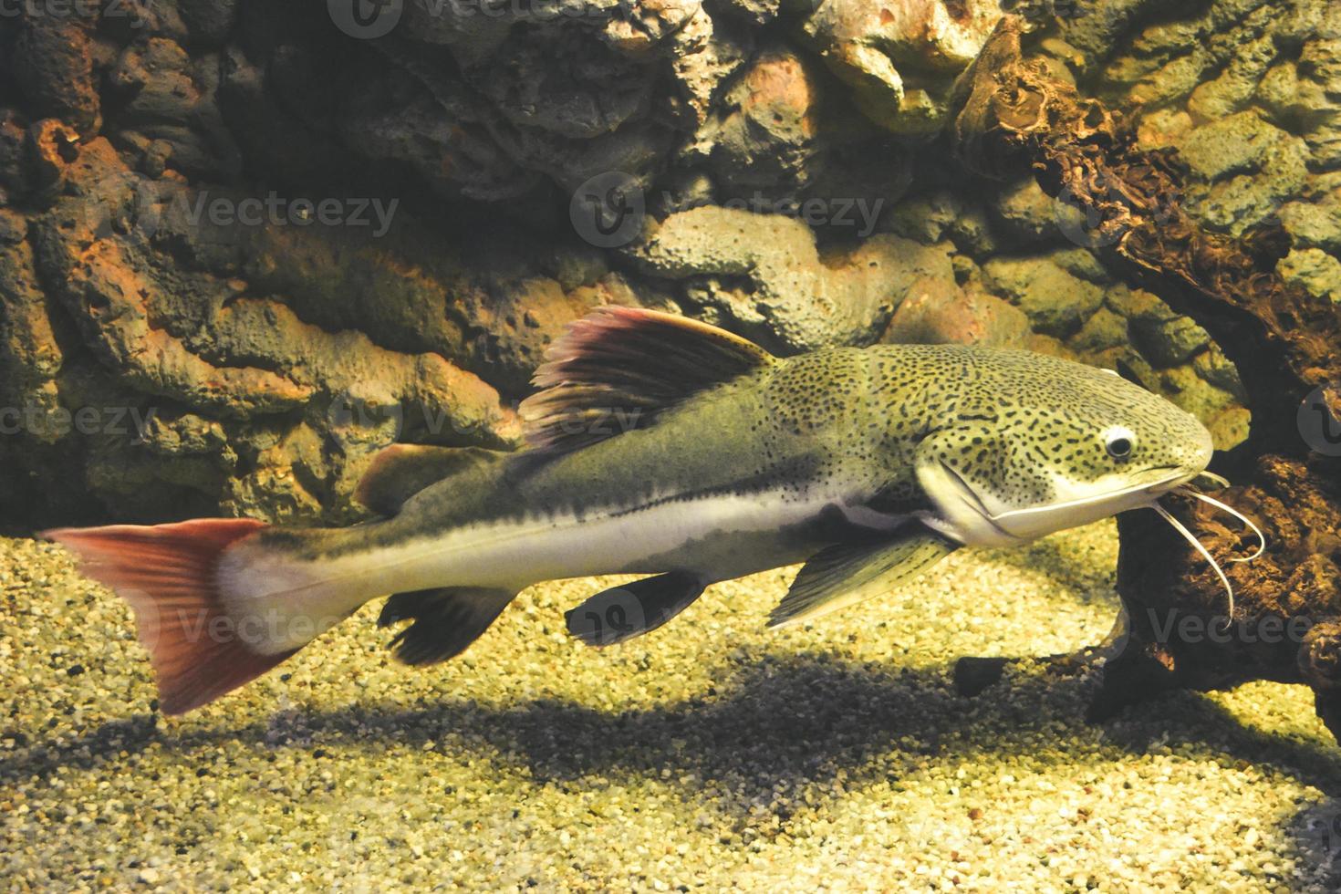 Phractocephalus Hemioliopterus - Grey, Spotted, Redtail Catfish photo
