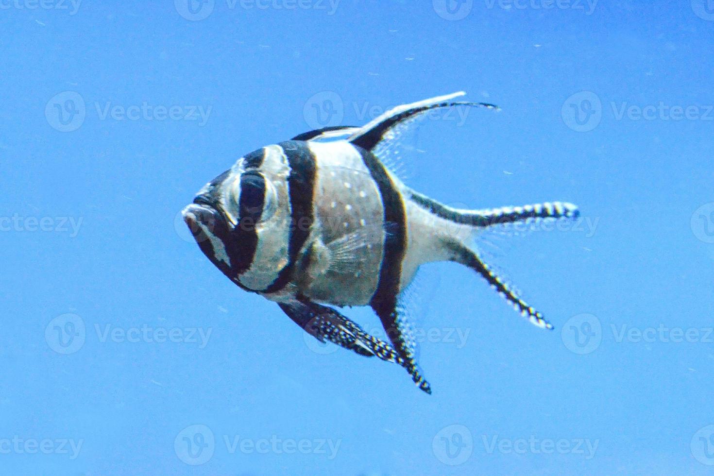 Banggai Cardinal Fish Swimming underwater, Blue Background photo