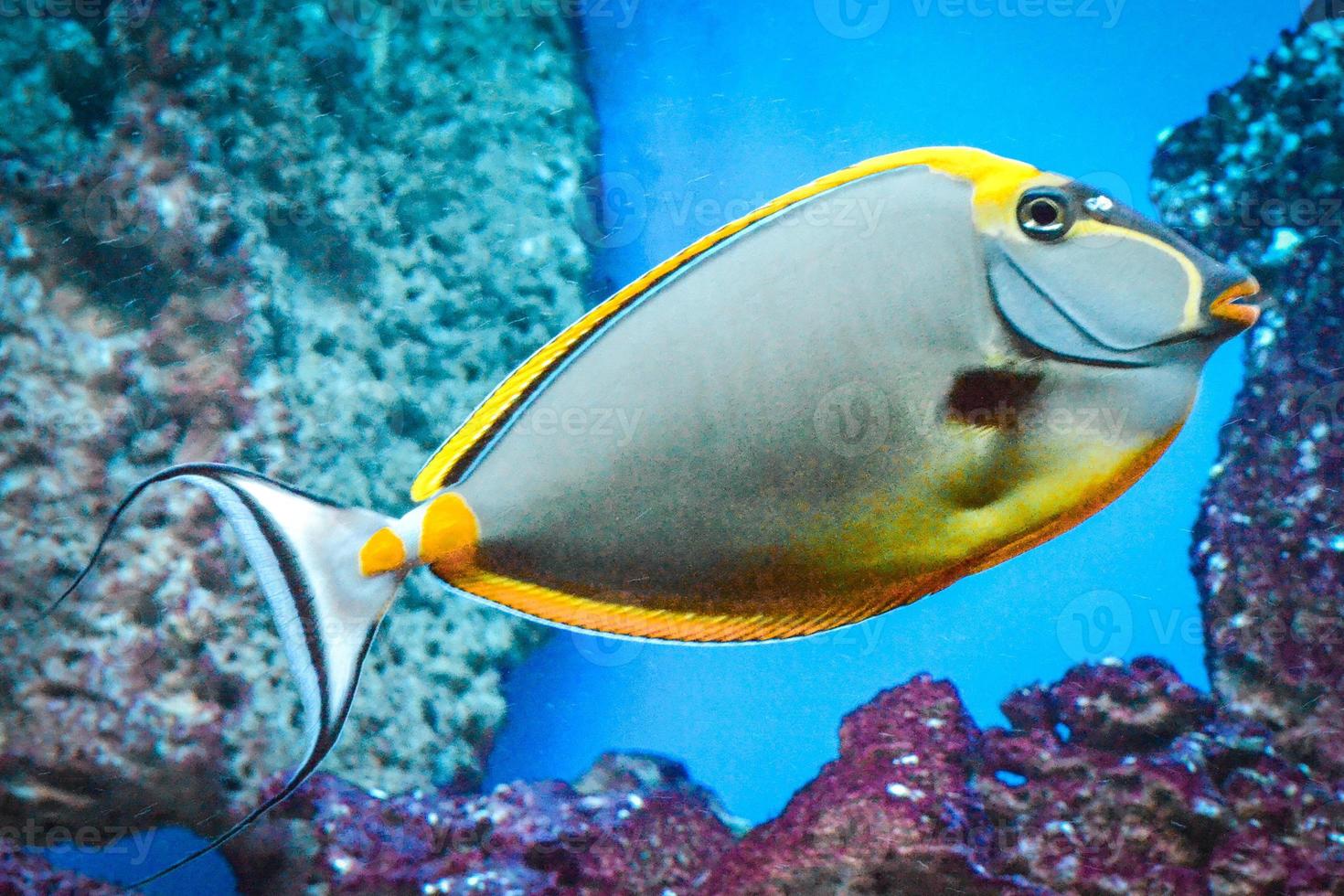 Naso Tang - Tropical Grey and Yellow Fish photo