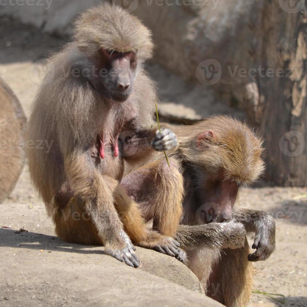 Sitting Baboons, outdoors photo