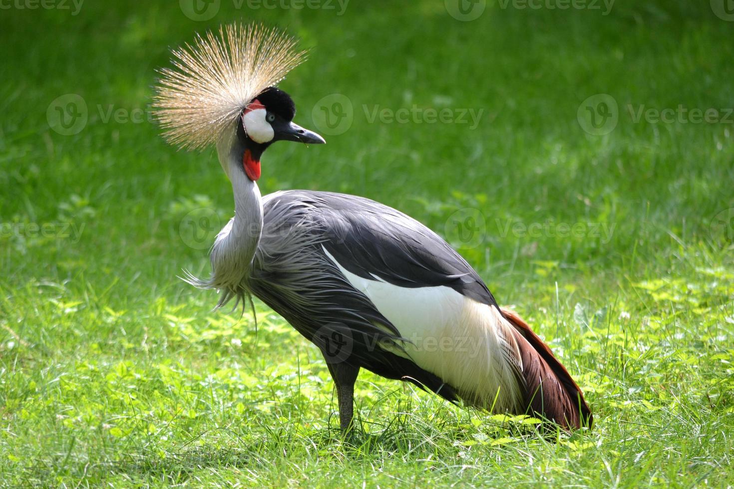 Crane Bird Standing on Grass photo