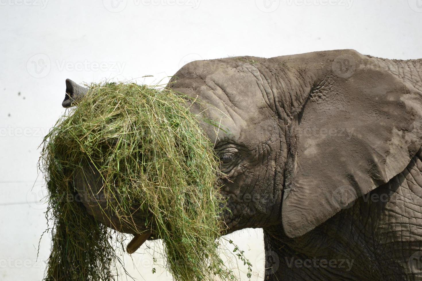 Elephant Holding Straw photo