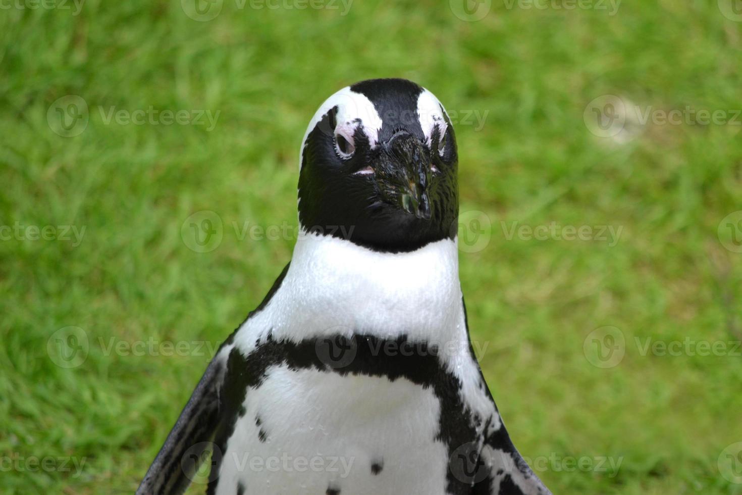 Young Black and White Penguin, Grass photo