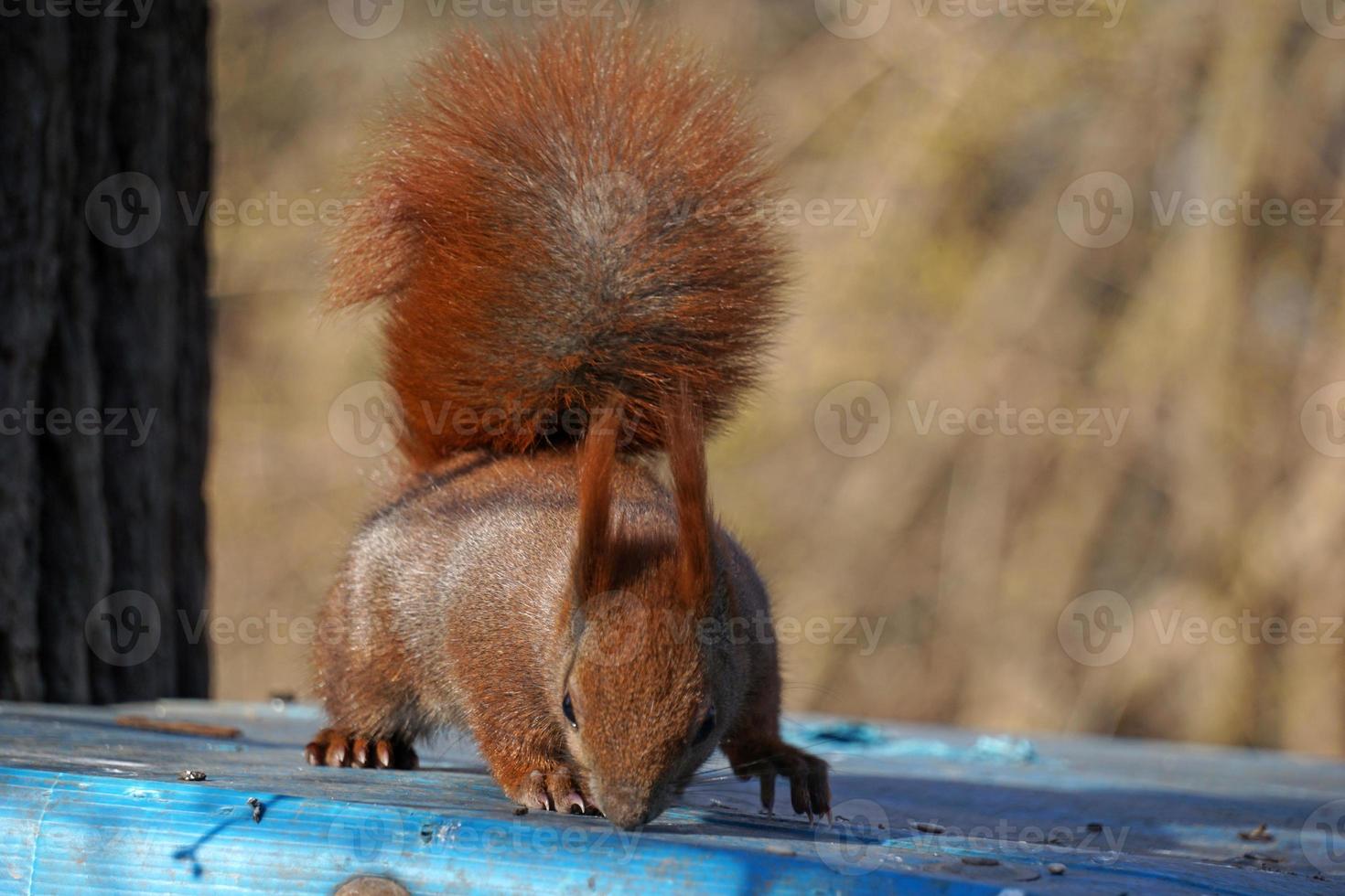 Squirrel - outdoor Photograph, Selective Focus photo