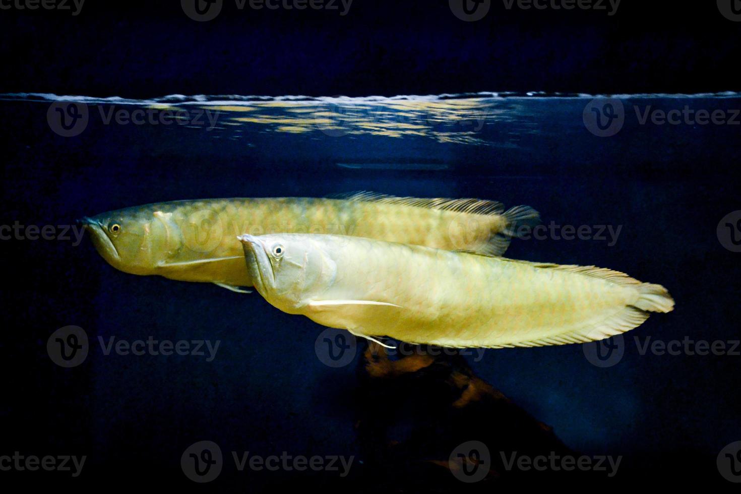 Two Arowana Fish Swimming in Aquarium photo