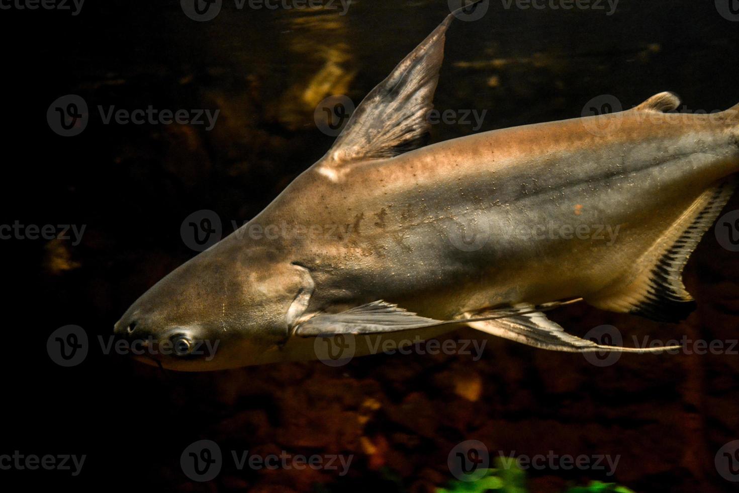 Pangasianodon Hypoththalmus - Grey Shark, Dark Background photo