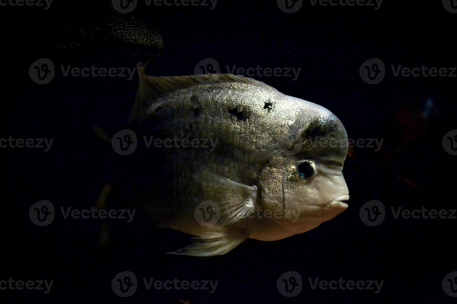 Amphilophus Citrinellus Fish Swimming, Black Background photo