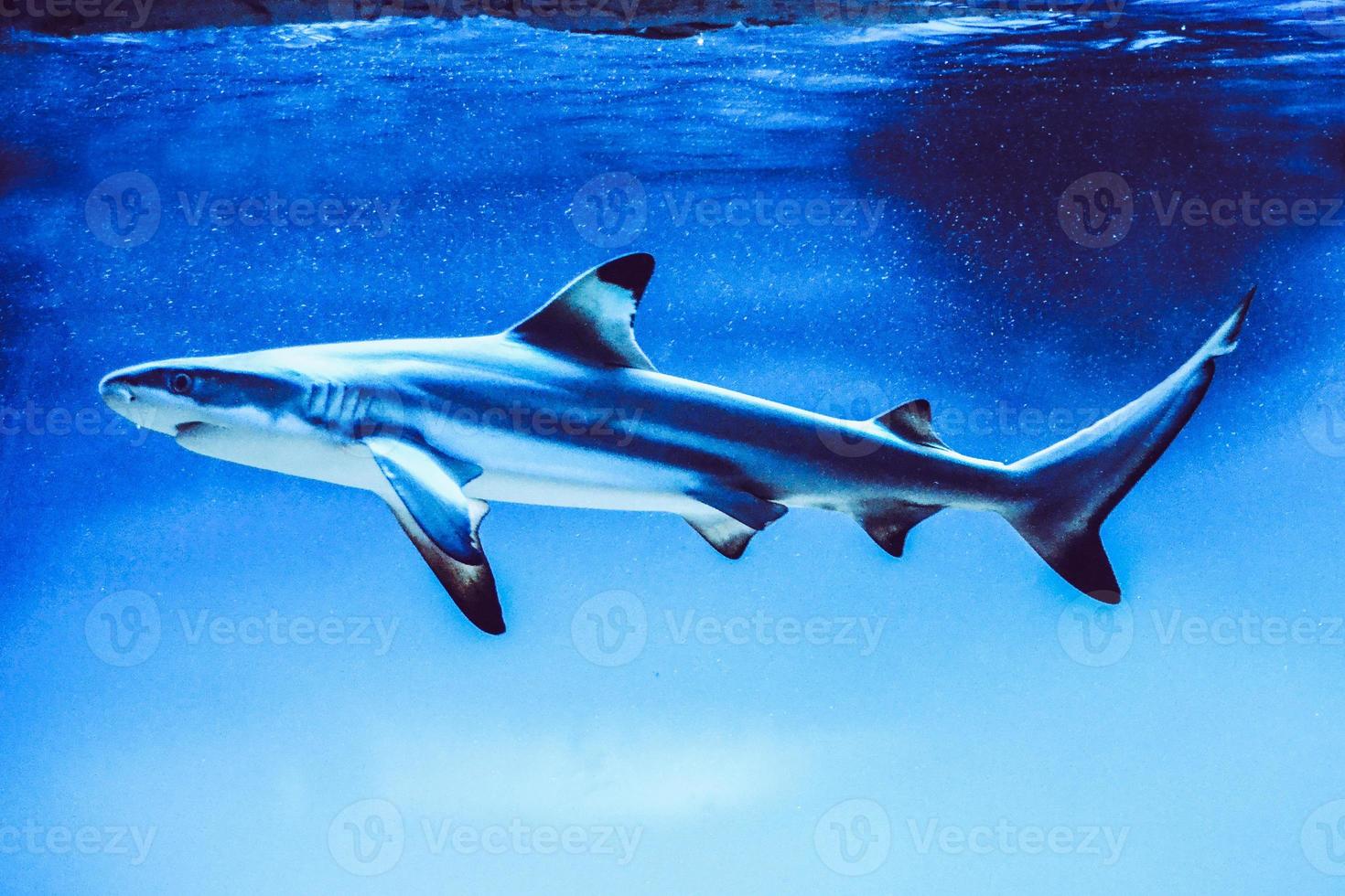 Carcharhinus Melanopterus Shark Swimming underwater, Blue Background photo