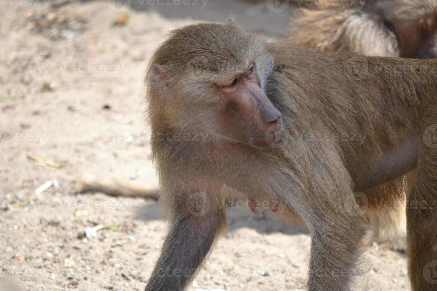 Baboon Monkey, Selective Focus photo