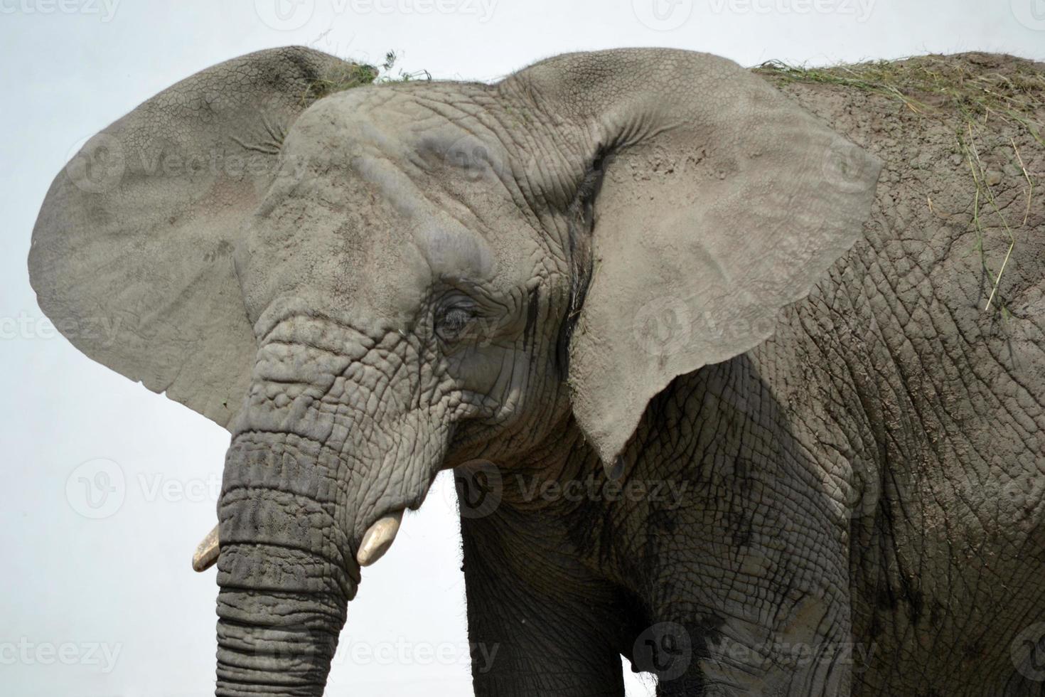 African Elephant - Close-up photo