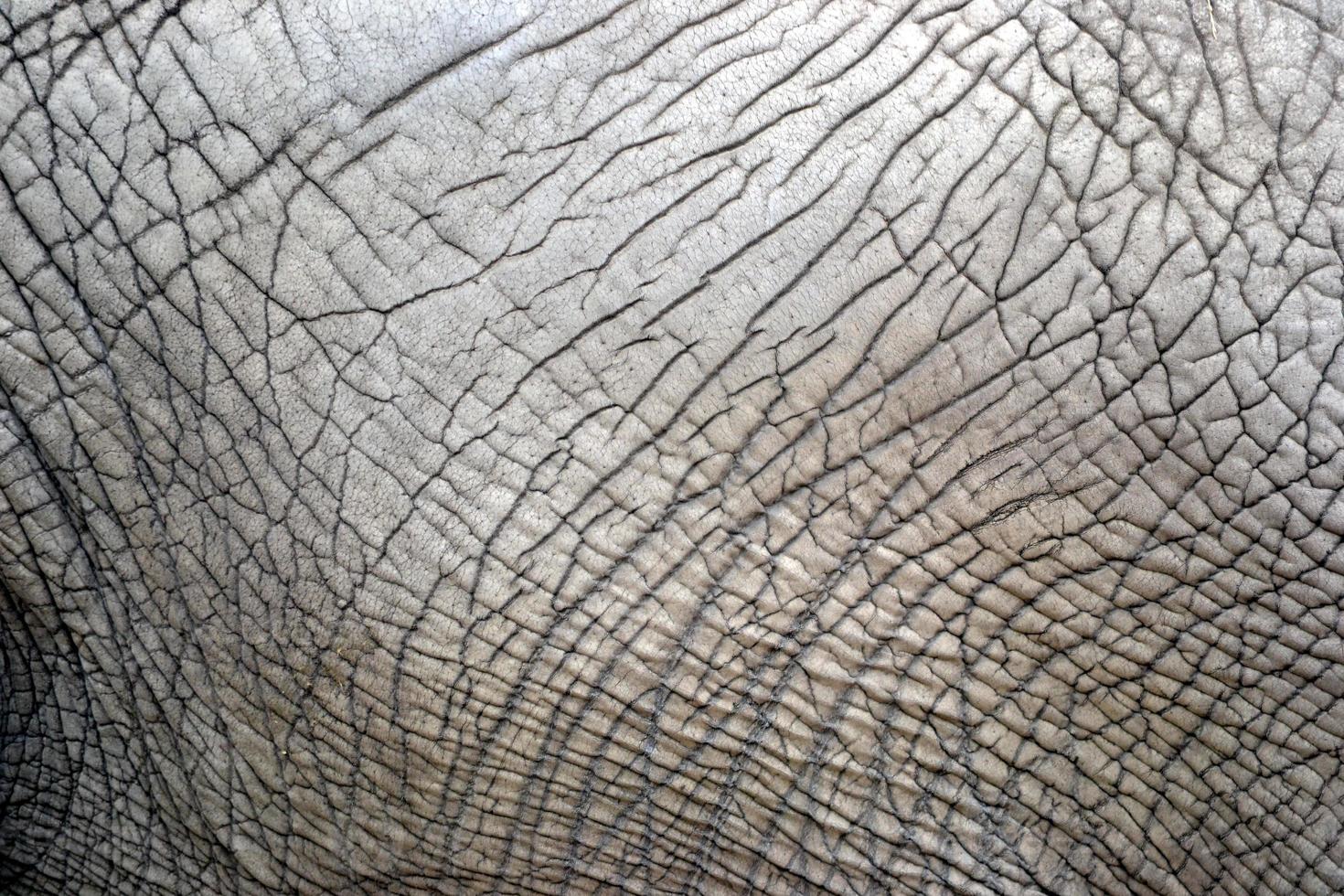 piel de elefante - textura, patrón foto