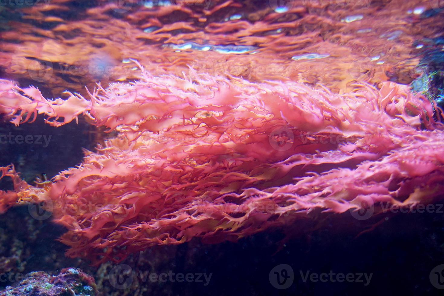 coral rojo en acuario marino foto