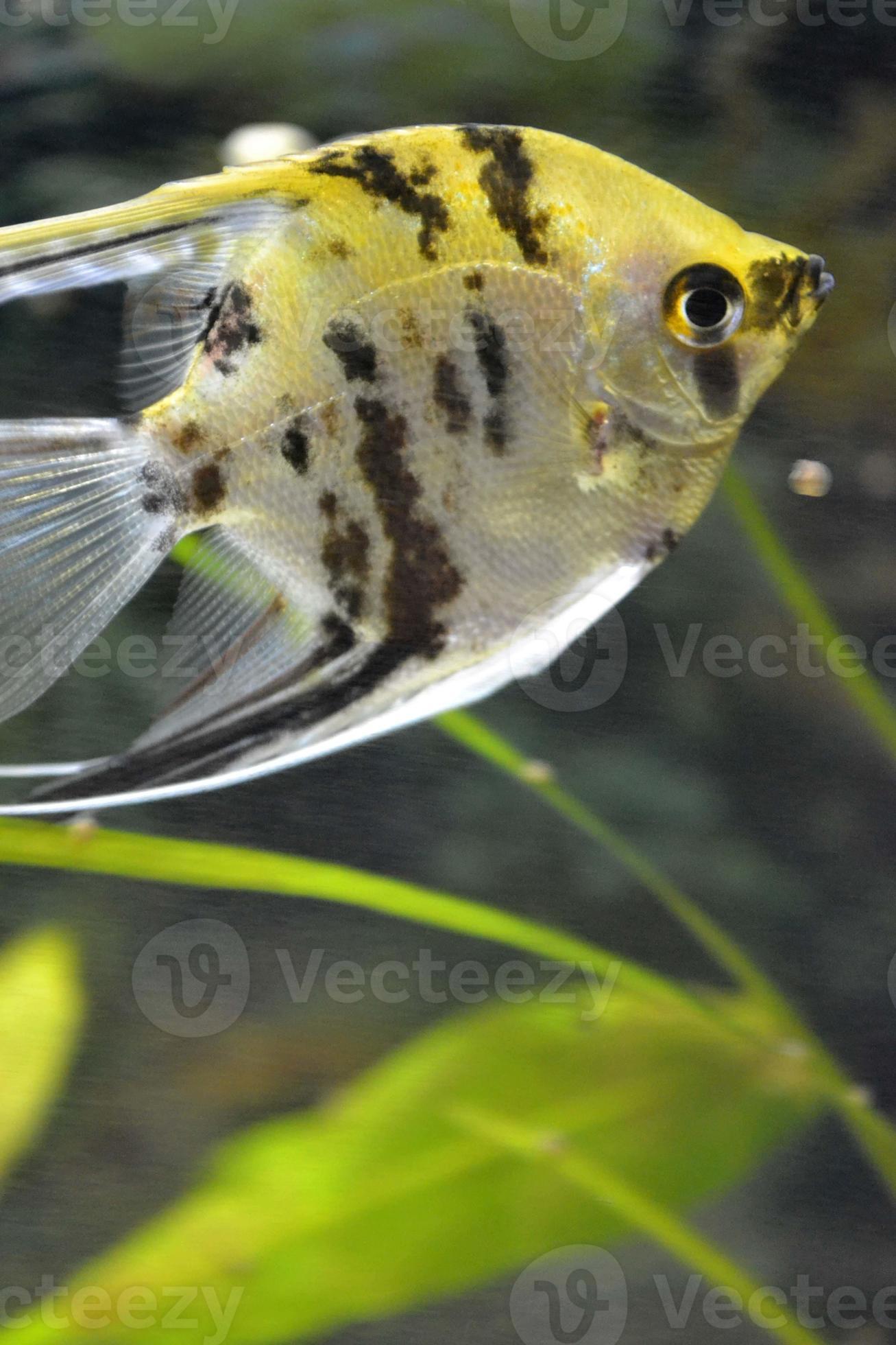 White, Yellow and Black Scalar Fish Swimming in Home Aquarium 18904012