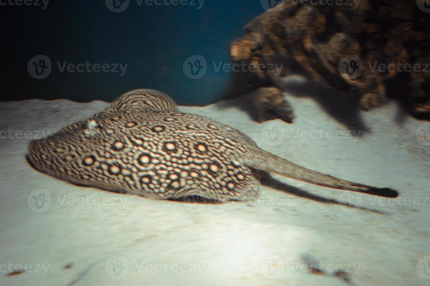 Ocellate River Stingray, Potamotrygon Motoro Fish Laying on Sand photo