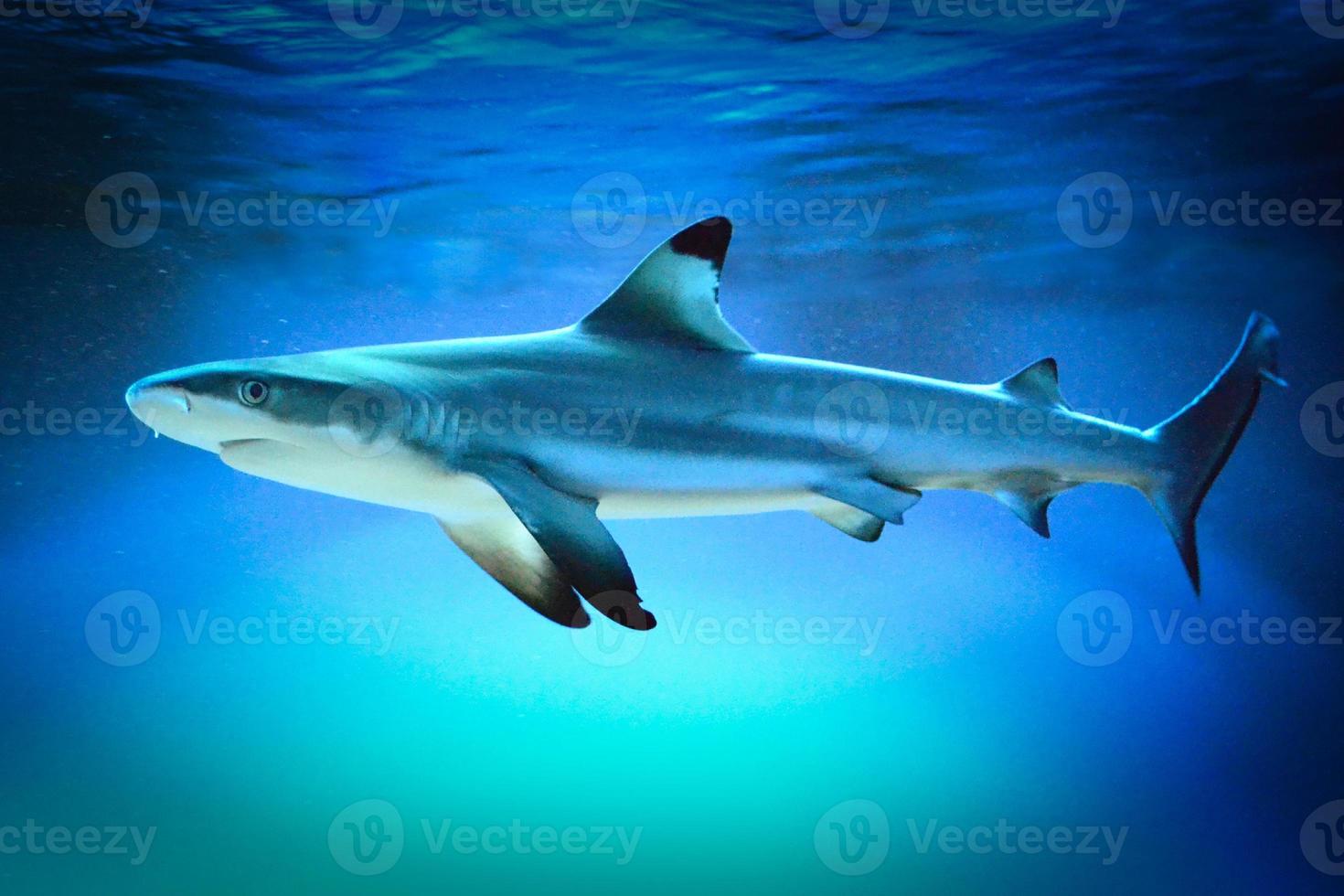 Carcharhinus Melanopterus Shark Swimming underwater, Blue Background photo