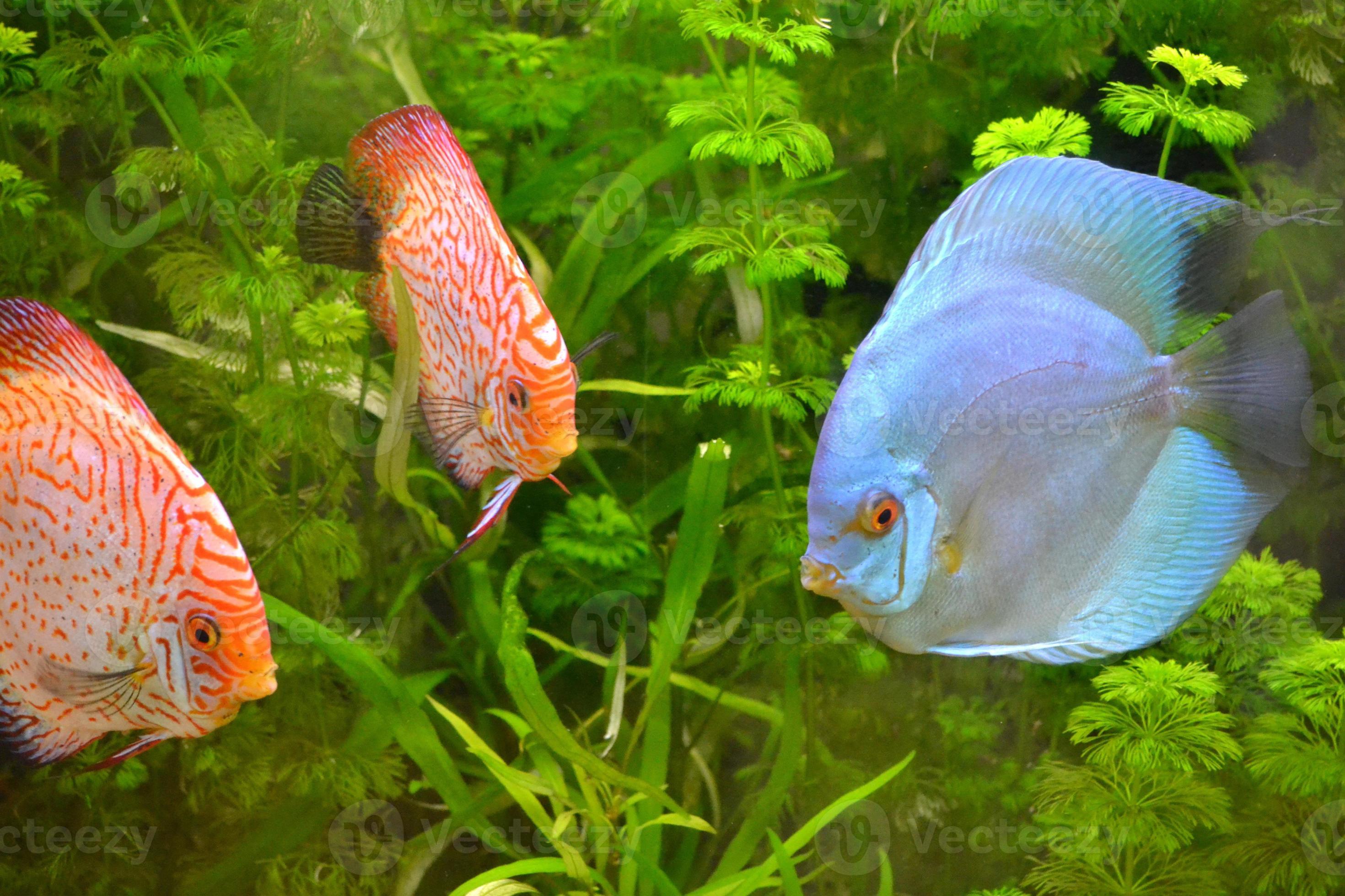 Discus Fish Swimming 18904056 Stock Photo at Vecteezy