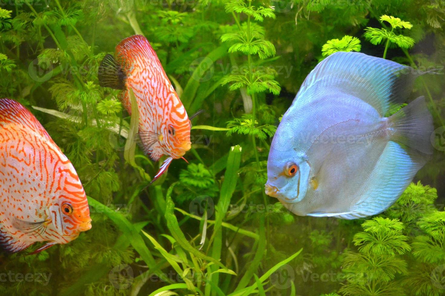 Discus Fish Swimming photo