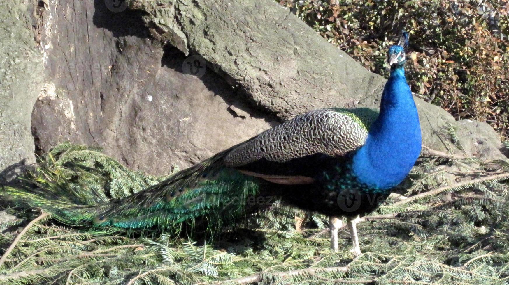 pavo real - fotografía horizontal foto