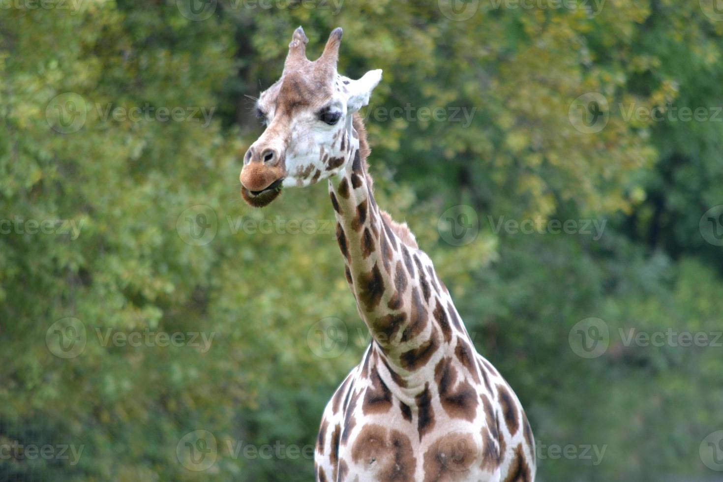 Giraffe, Trees in Background photo