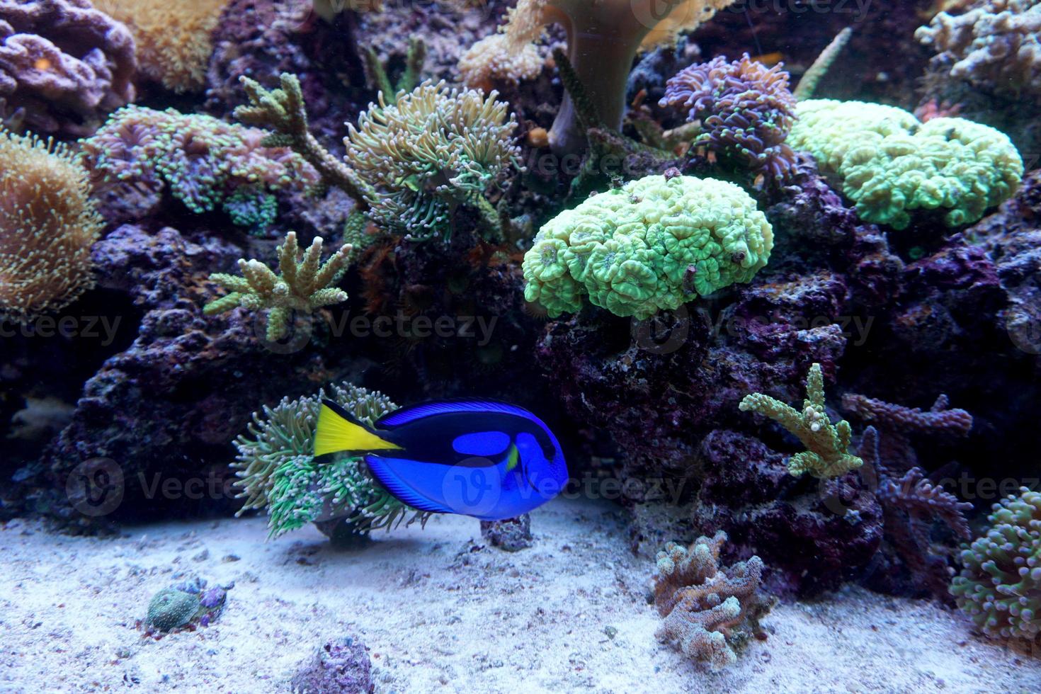 Blue Hippo Tang Fish Swimming in Aquarum with Coral Reef photo