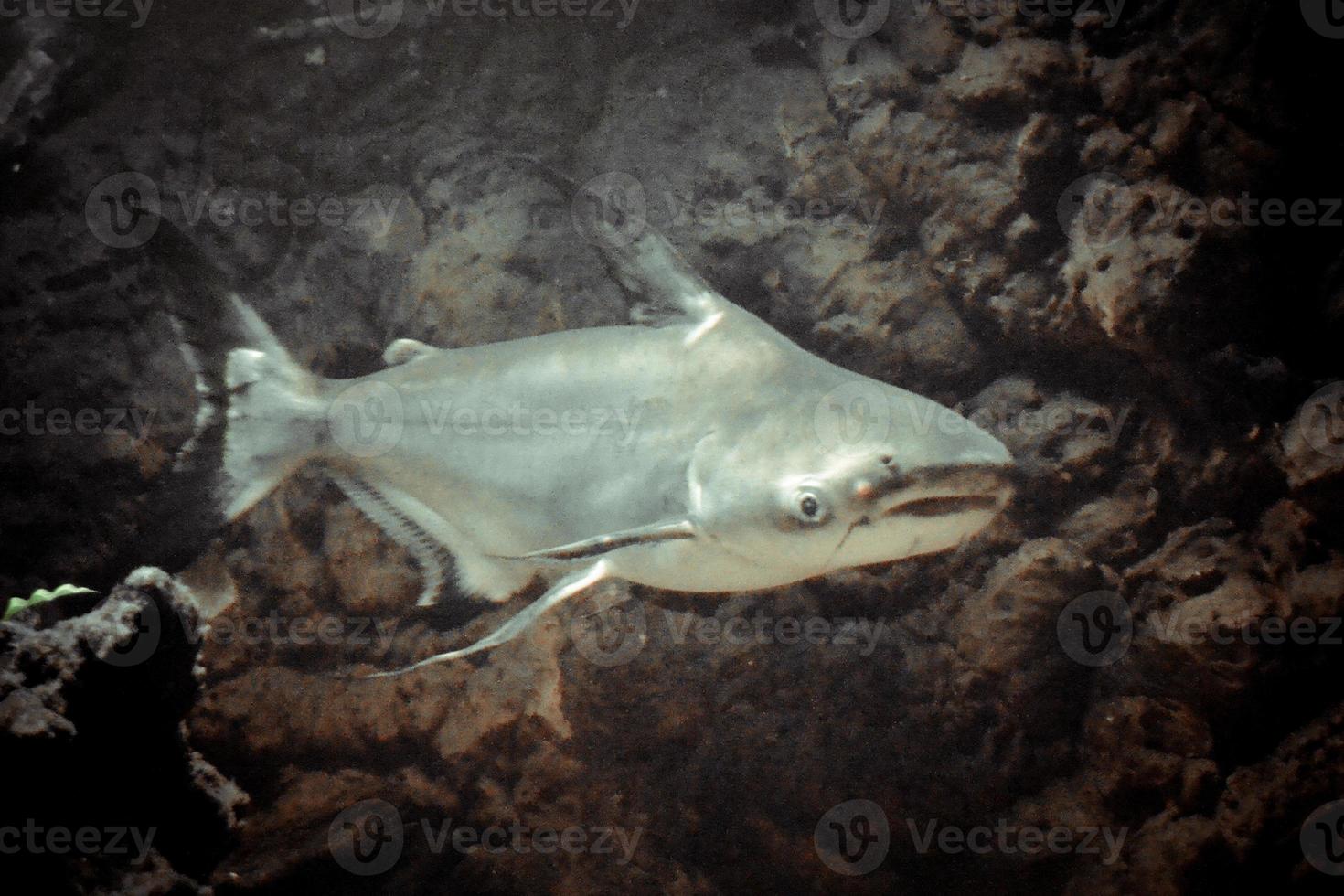 Pangasianodon Hypoththalmus - Grey Shark, Dark Background photo