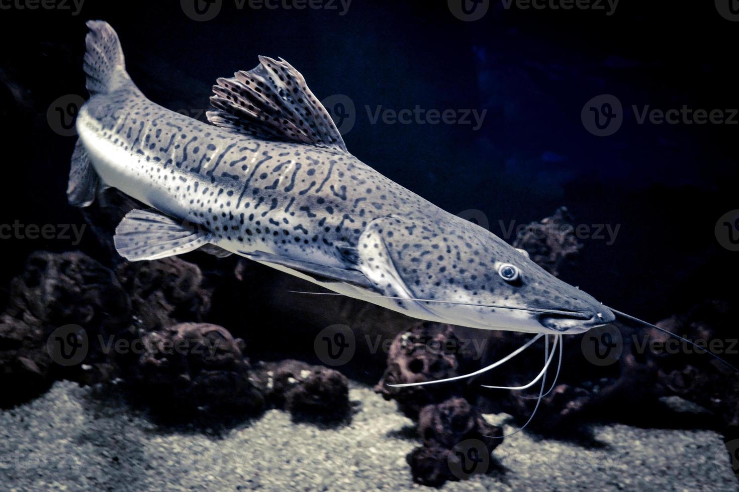 White and Brown Catfish Swimming in Aquarium photo